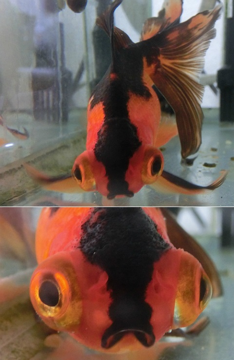 黒出目金が赤くなって・・・