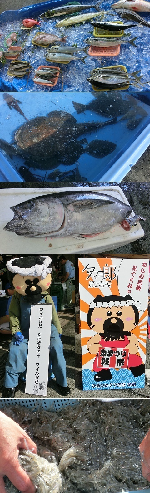 平成28年度 湘南ひらつか魚まつり朝市 1