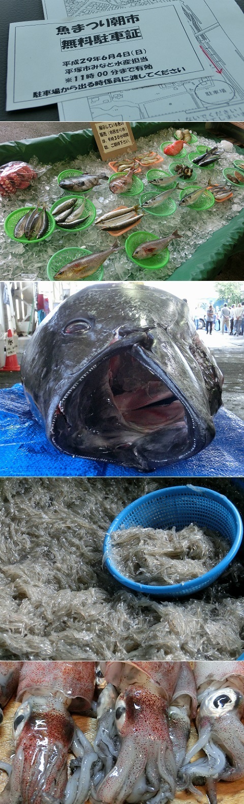 平成29年度 湘南ひらつか魚まつり朝市