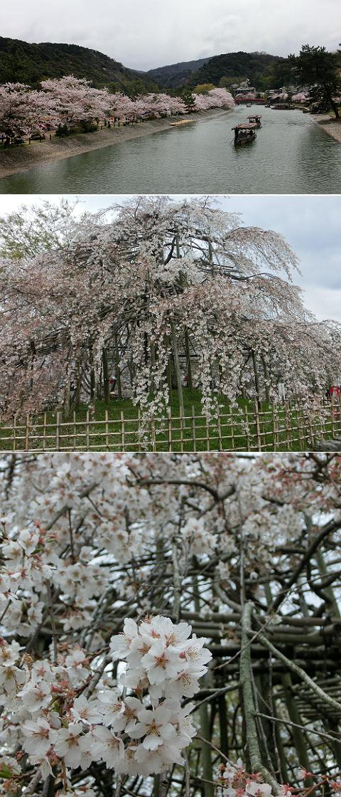 第38回 宇治川さくらまつり 桜 某機械メーカー技術者パパの不定期更新