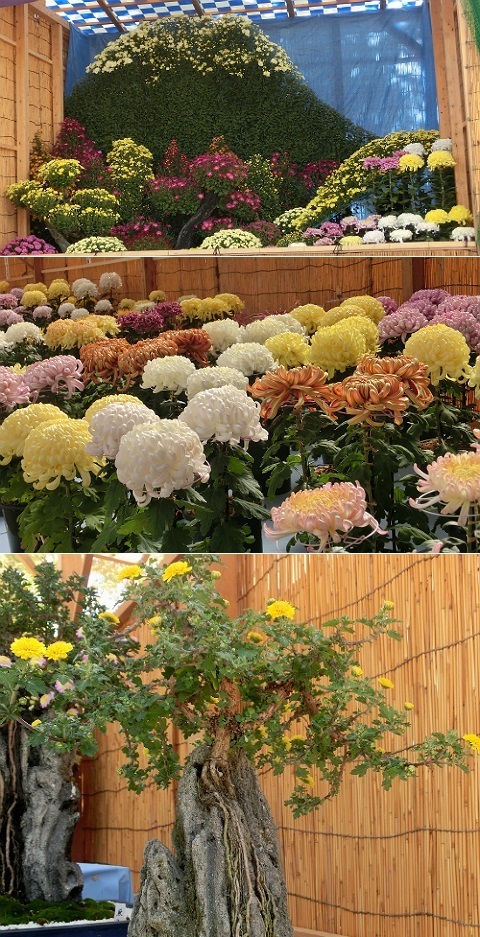 ひらかた菊フェスティバル2015
