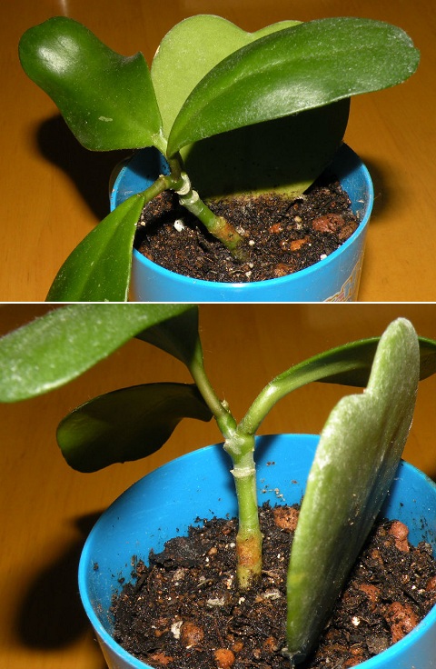 葉挿しのハートホヤ 葉も出ています
