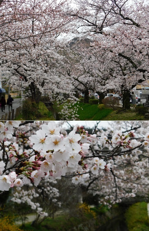 桜 2020年 @哲学の道