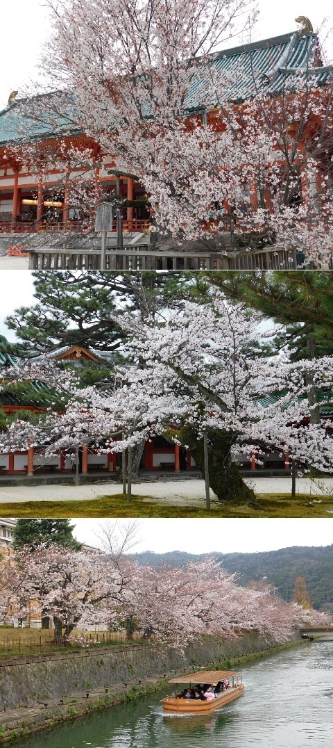 桜 2020年 @平安神宮・琵琶湖疎水