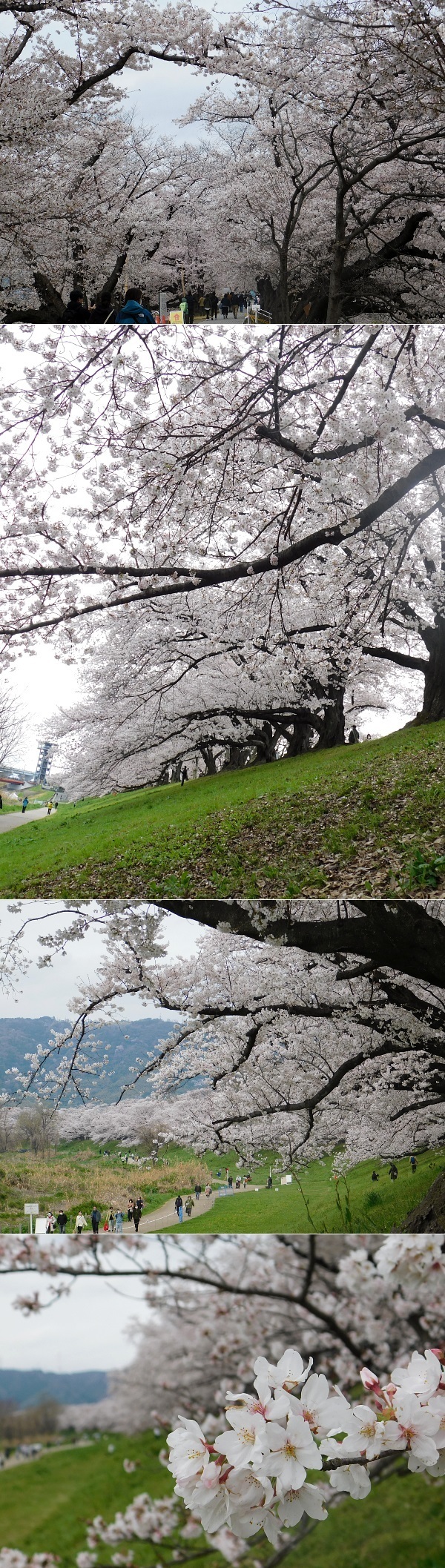 DSCN_2022sakura-sewaritei-01.jpg