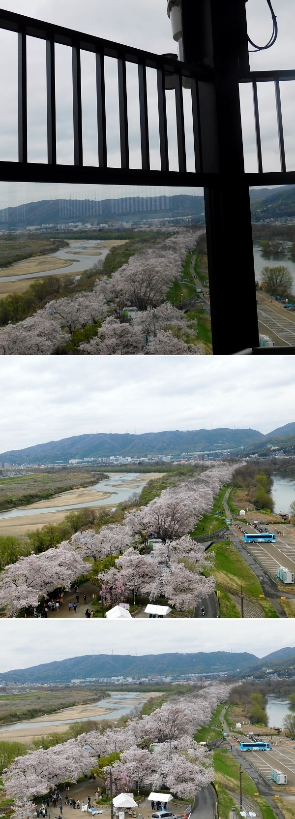 DSCN_2022sakura-sewaritei-02.jpg