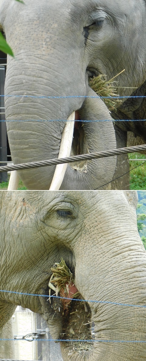 DSCN_kyotoZOO_2021_02.jpg