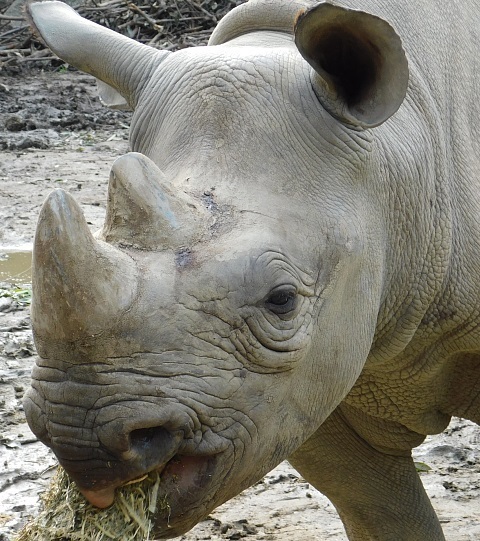 DSCN_tennoji-ZOO_2020-03.jpg