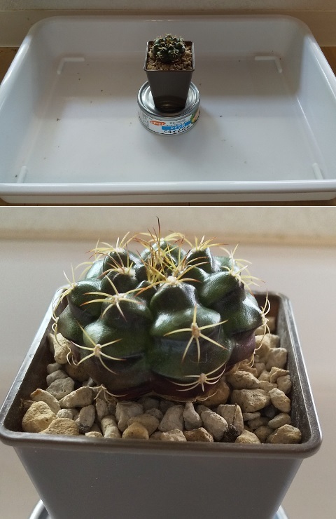 DSC_Cactus-after_sara.jpg