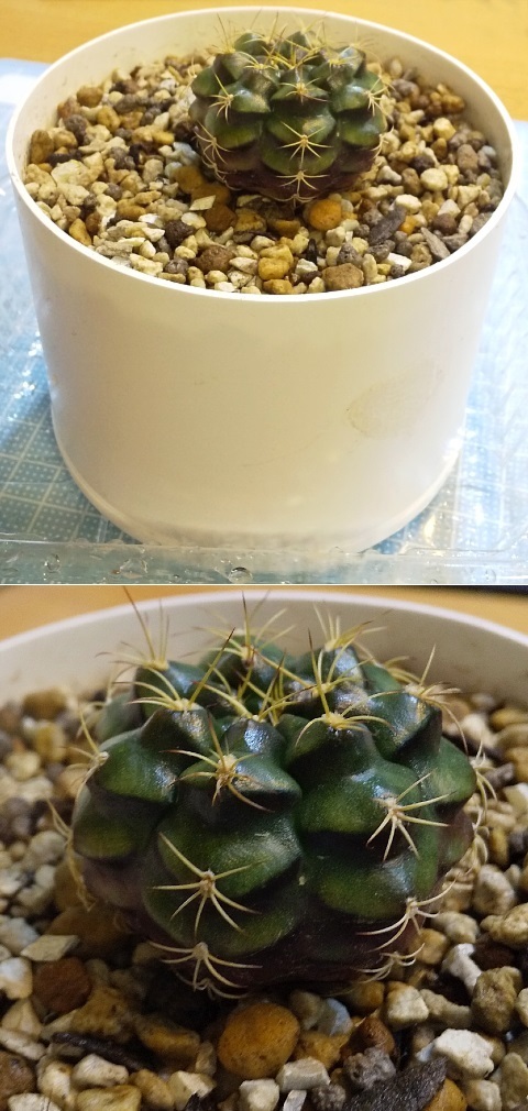 DSC_Cactus-hachi_UP1.jpg
