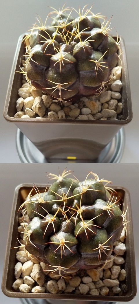 DSC_Cactus-sara-PET1-after.jpg
