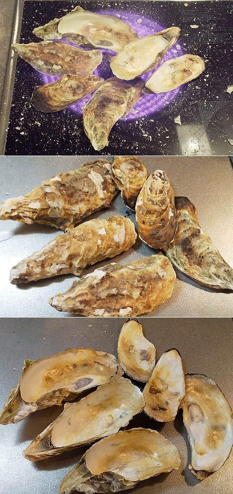 DSC_oyster-kara_2020.jpg