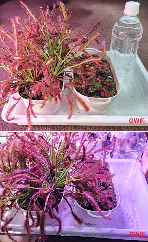 SHG_DroseraCapensis-2025GW.jpg